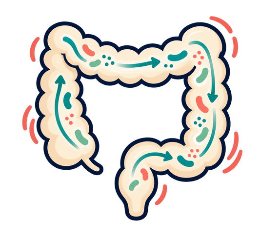 Illustration of the bowel showing healthy movement and beneficial gut bacteria